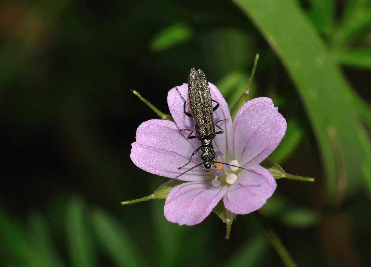 Oedemera sp. (virescens  o  crassipes ), femmina